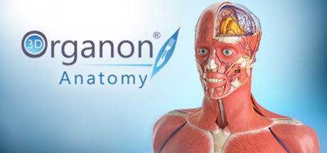 3D Organon Anatomy
